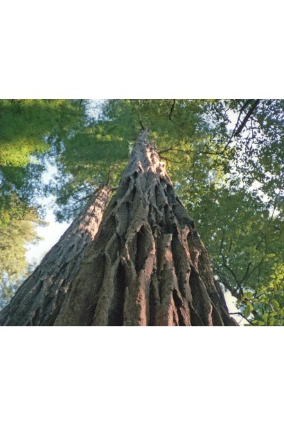 Секвоядендрон велетенський